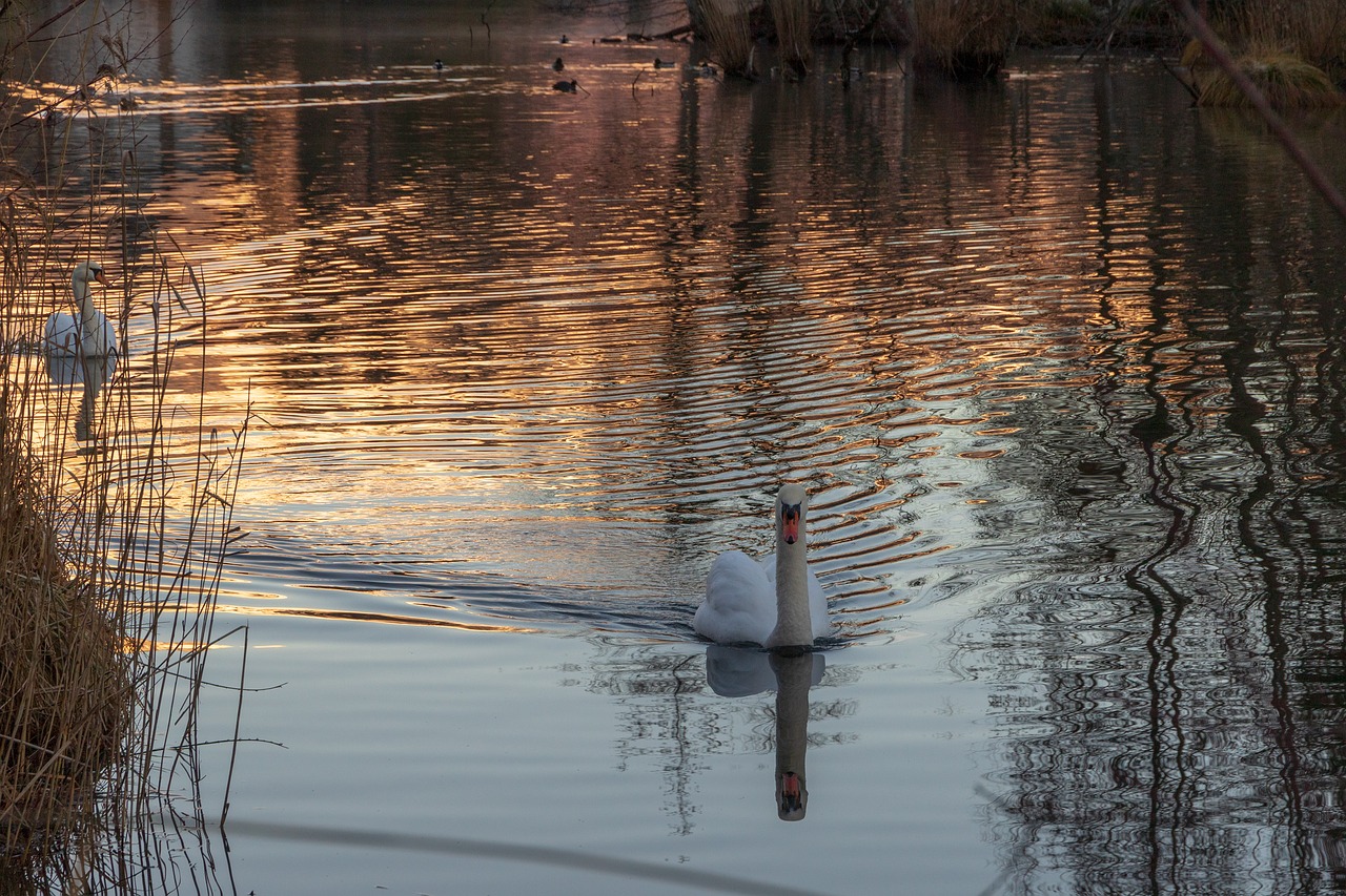 swan  lake  mirroring free photo