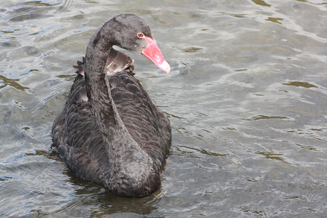 swan  black swan  lake free photo