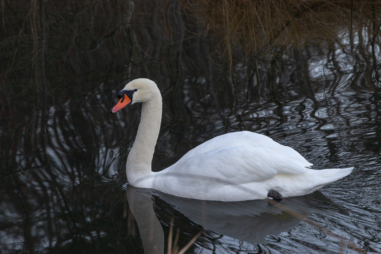 swan  lake  water free photo