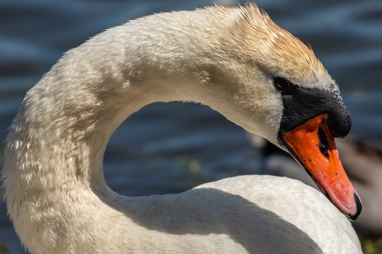 swan  waterfowl  water free photo