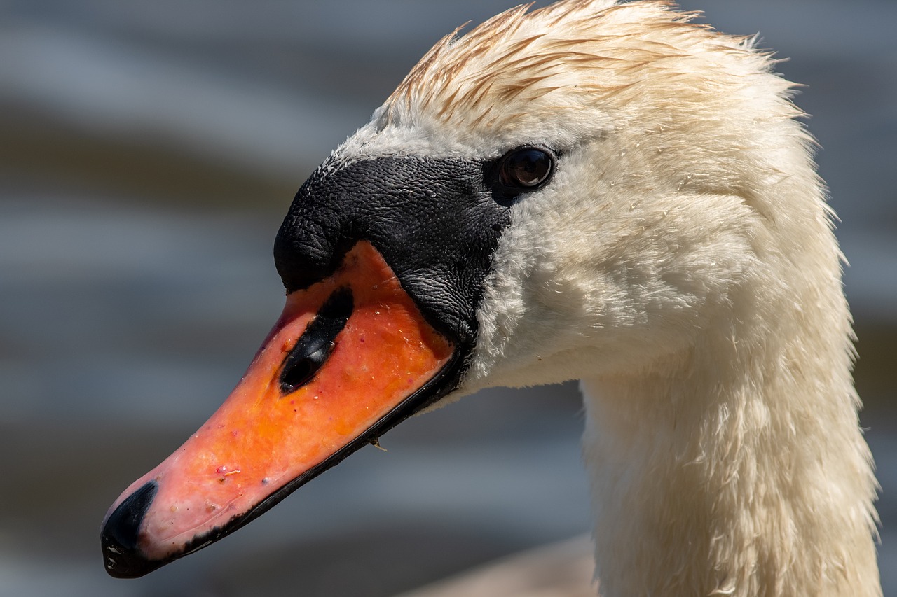 swan  waterfowl  water free photo