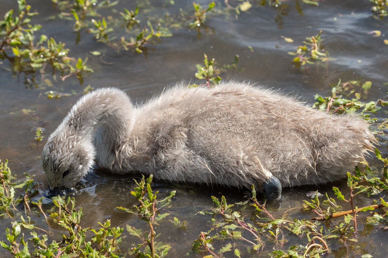 swan  cub  eat free photo