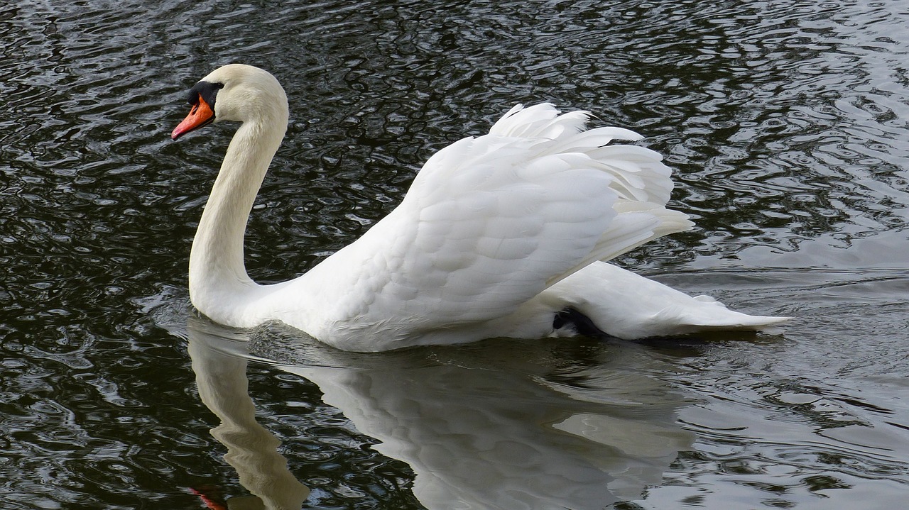 swan  white  nature free photo