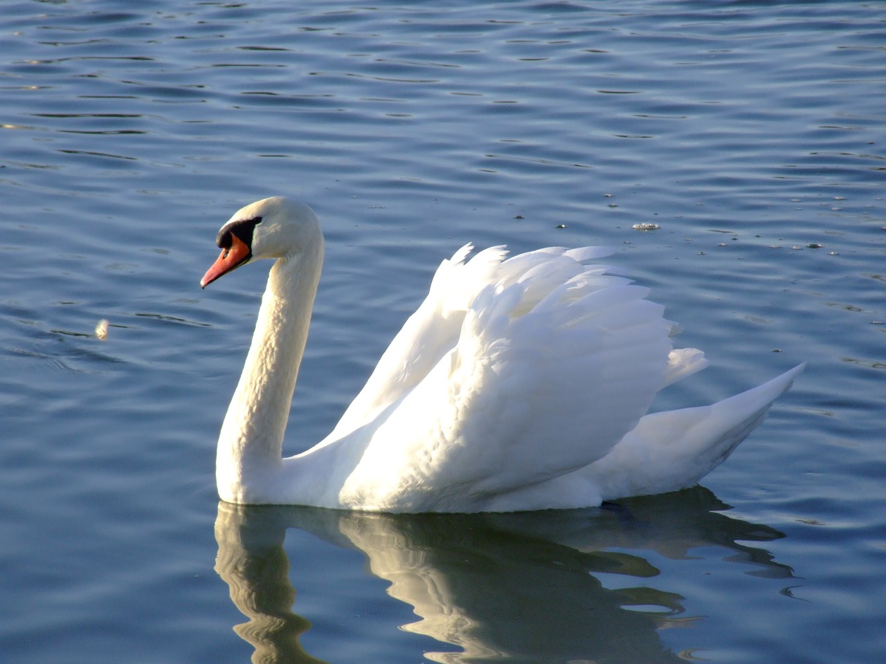 swan  lake  bird free photo