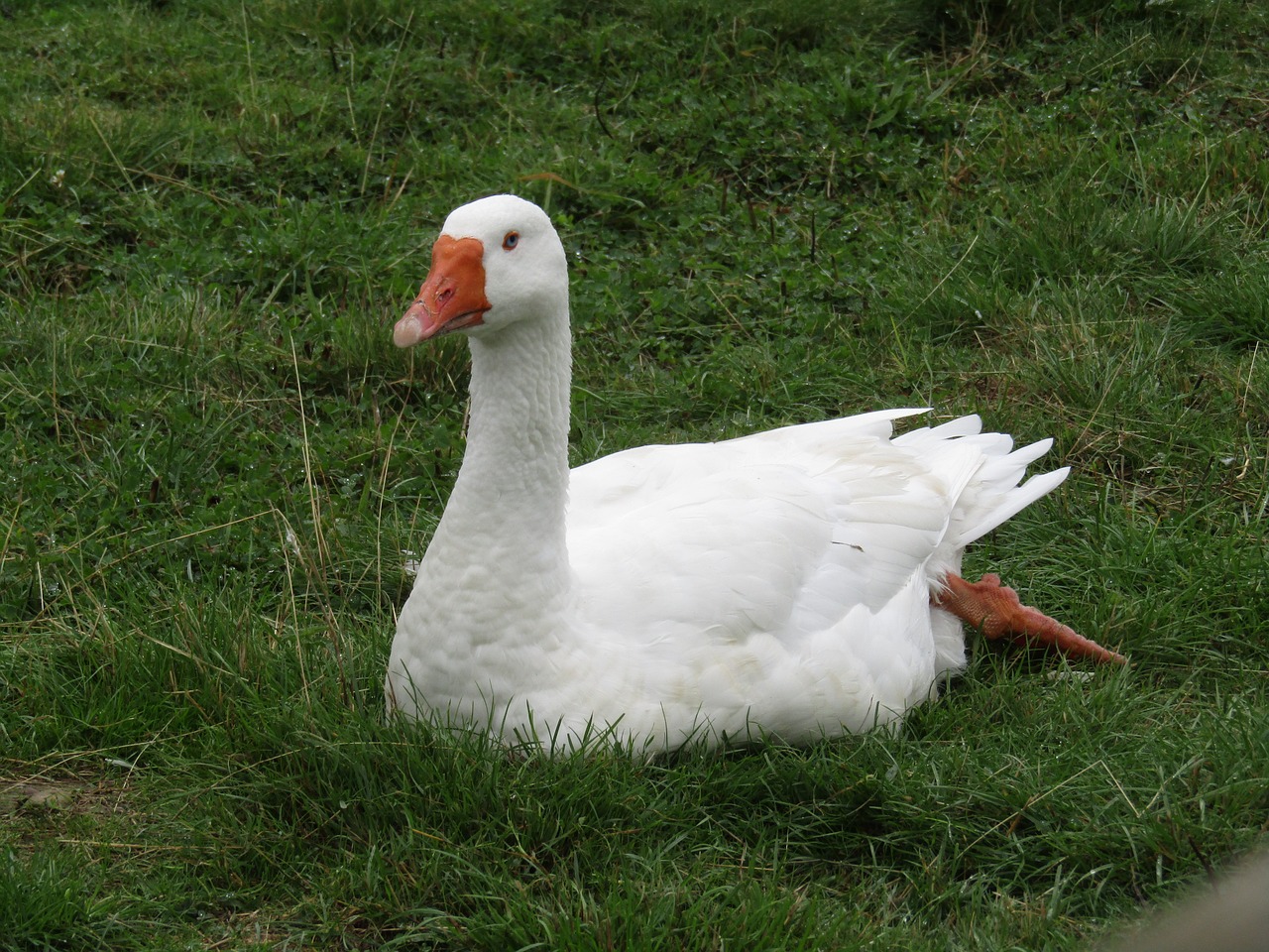 swan  bird  swim free photo