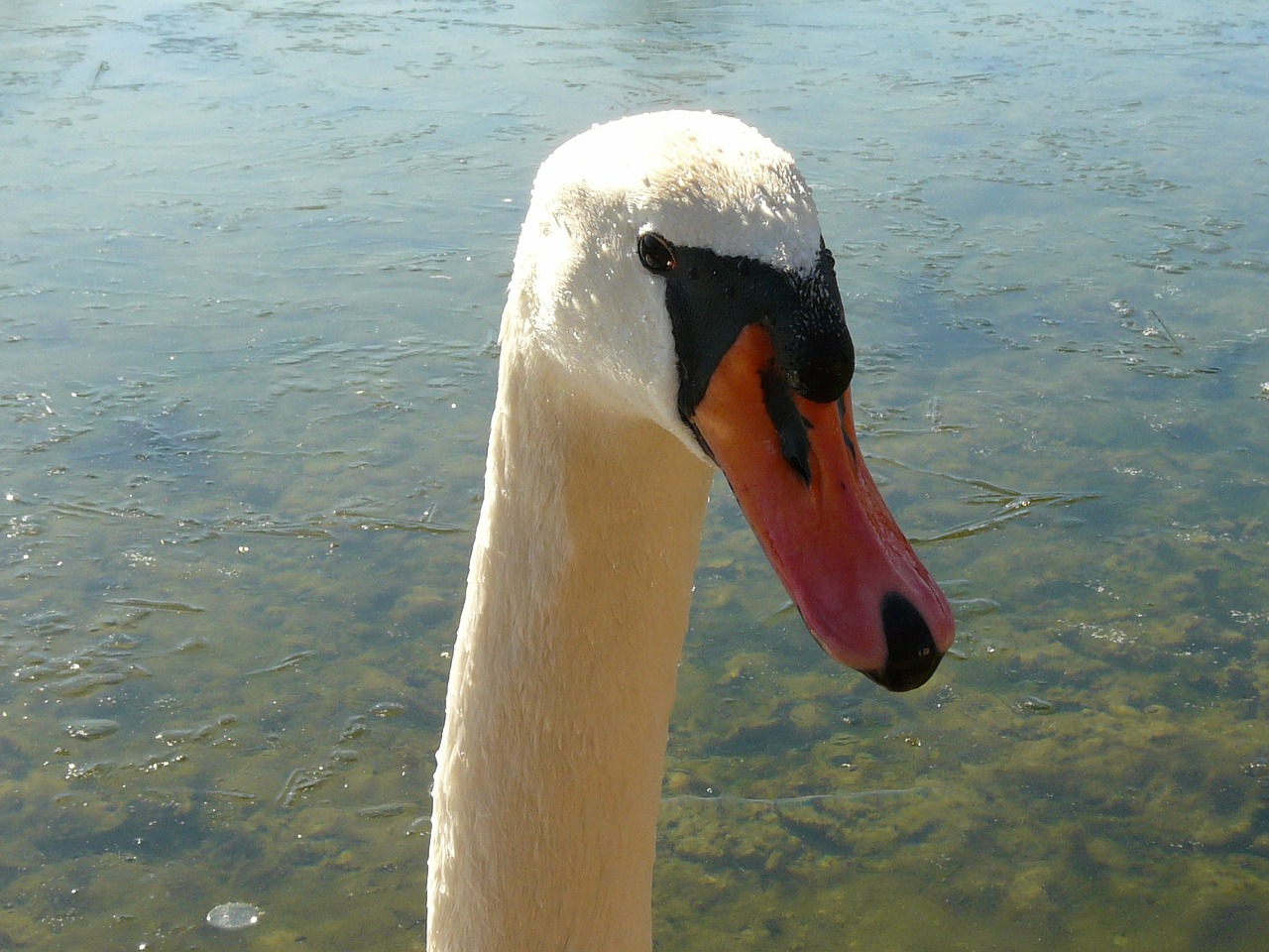 swan gooseneck bill free photo