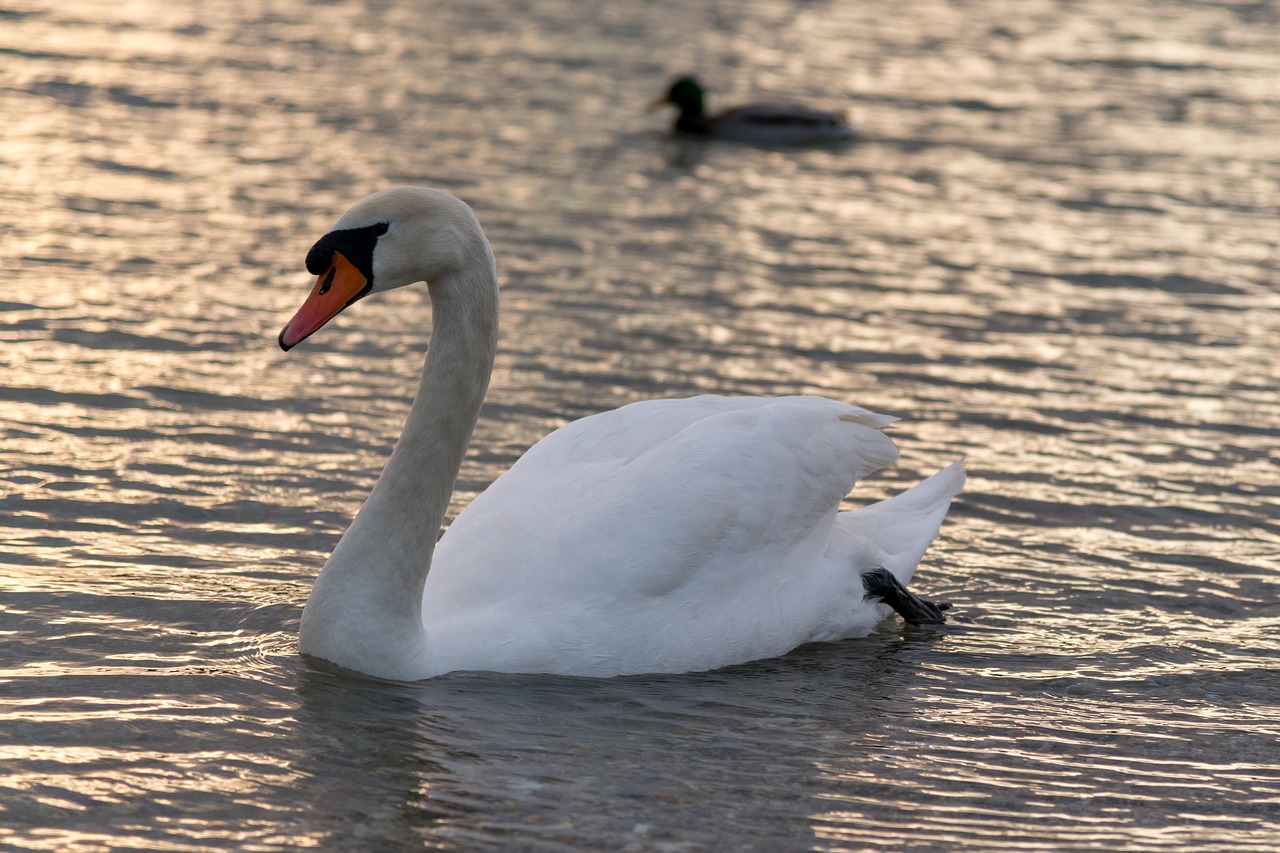 swan  lake  nature free photo