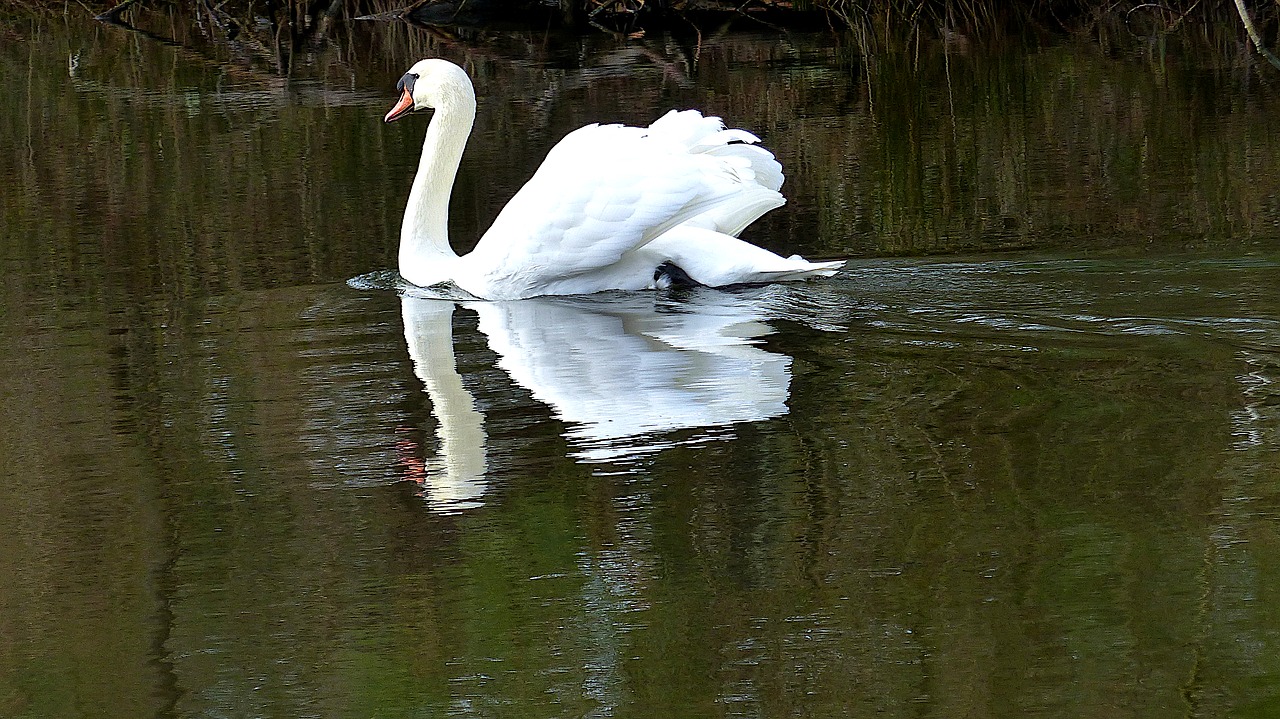 swan  bird  lake free photo