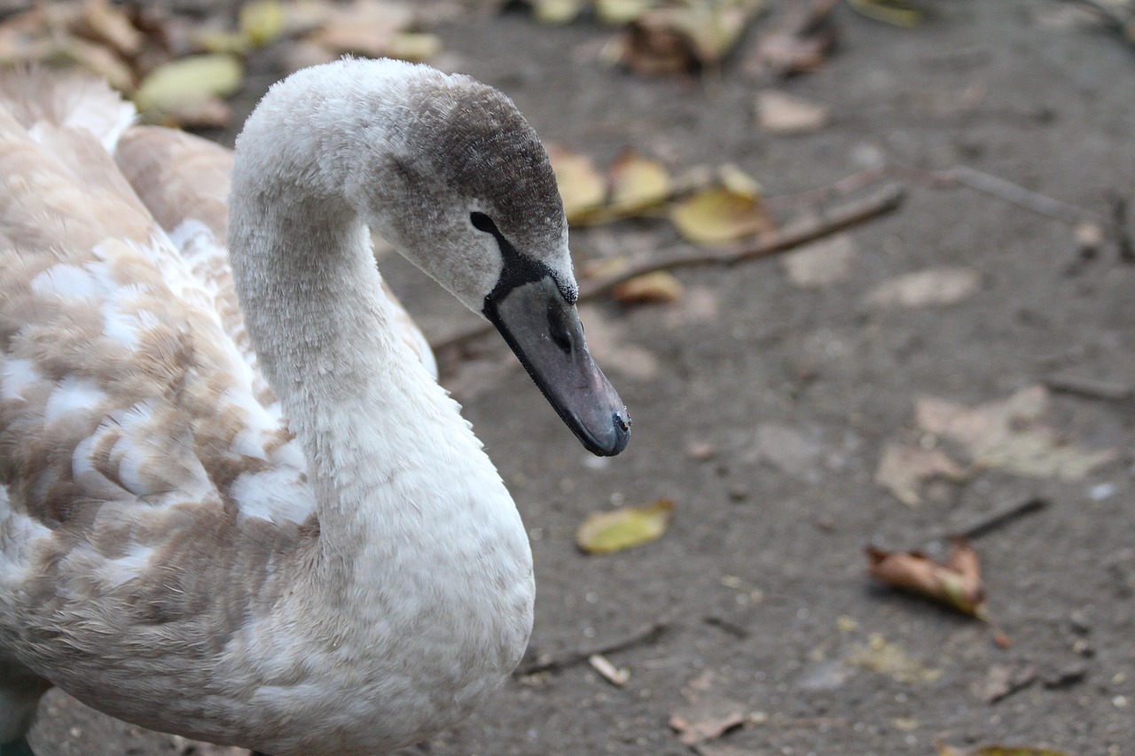 swan  young  chick free photo