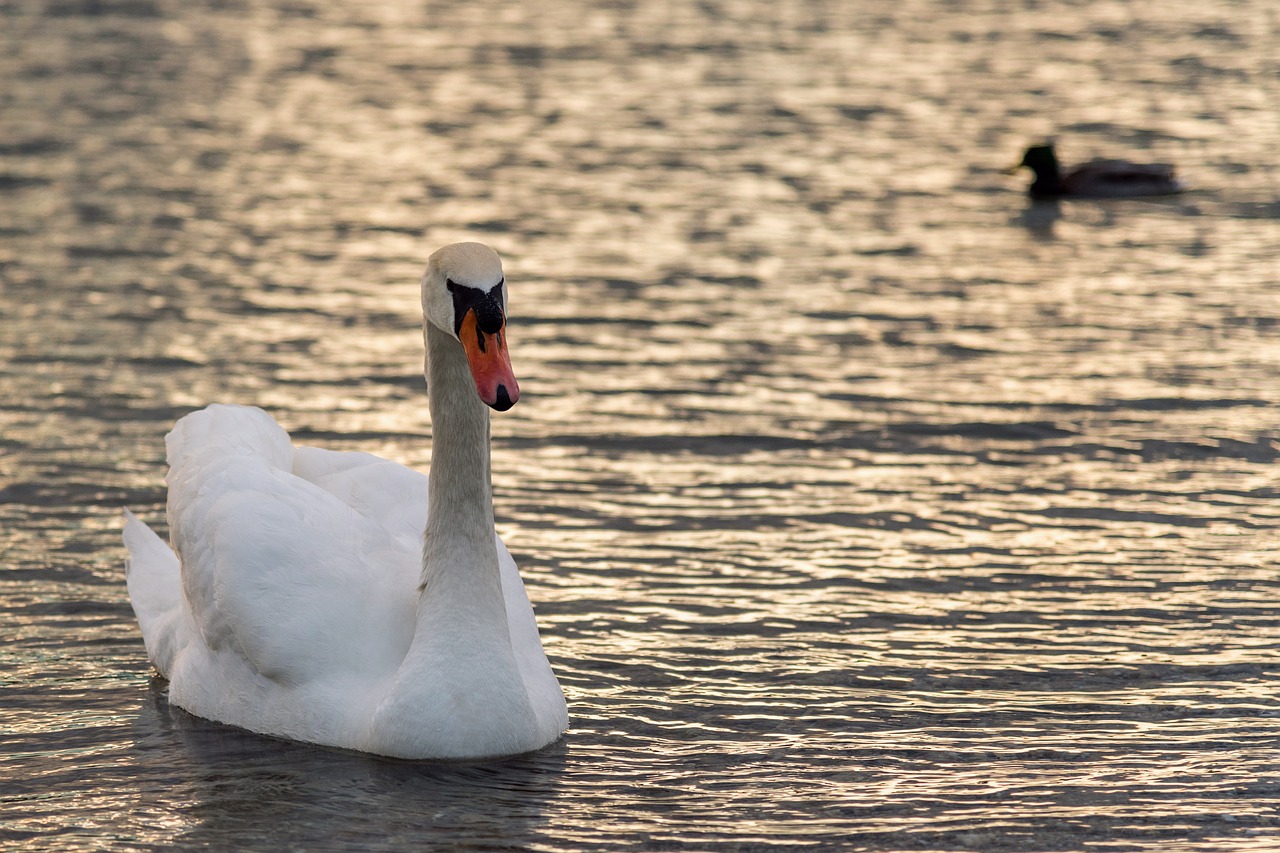 swan  lake  nature free photo