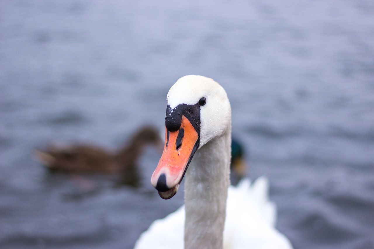 swan  lake  water free photo