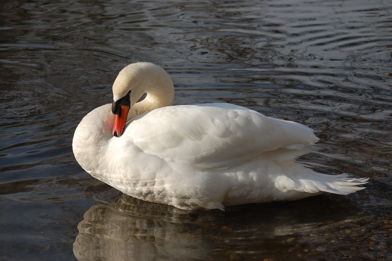 swan  swans  nature free photo