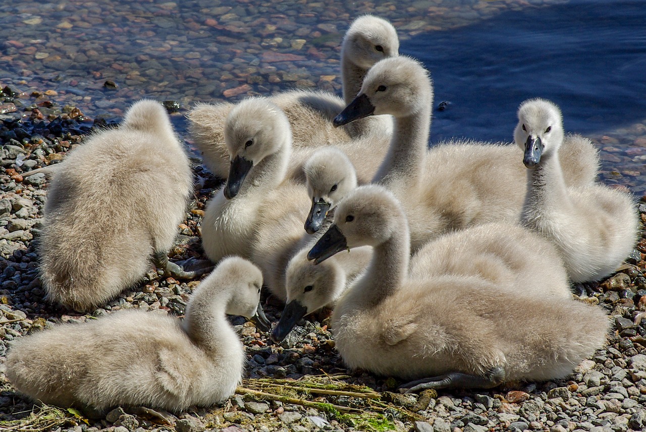 swan  the brood  group free photo