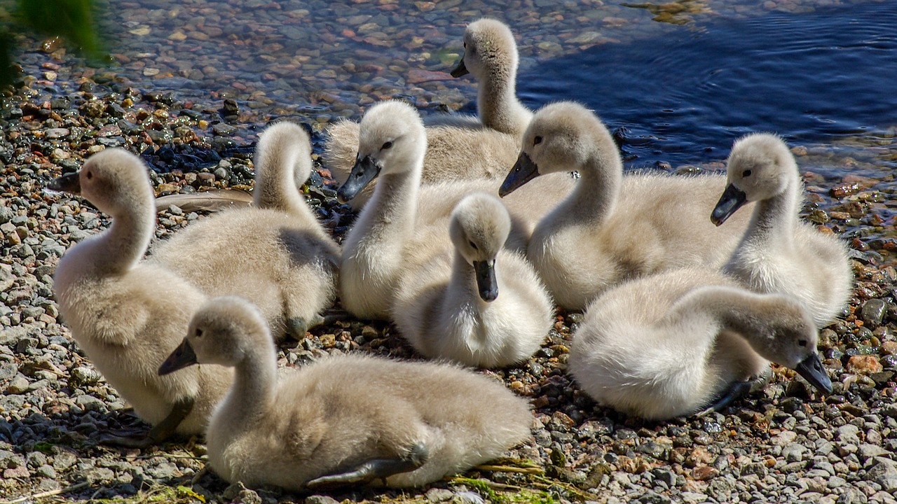 swan  the brood  waterfowl free photo