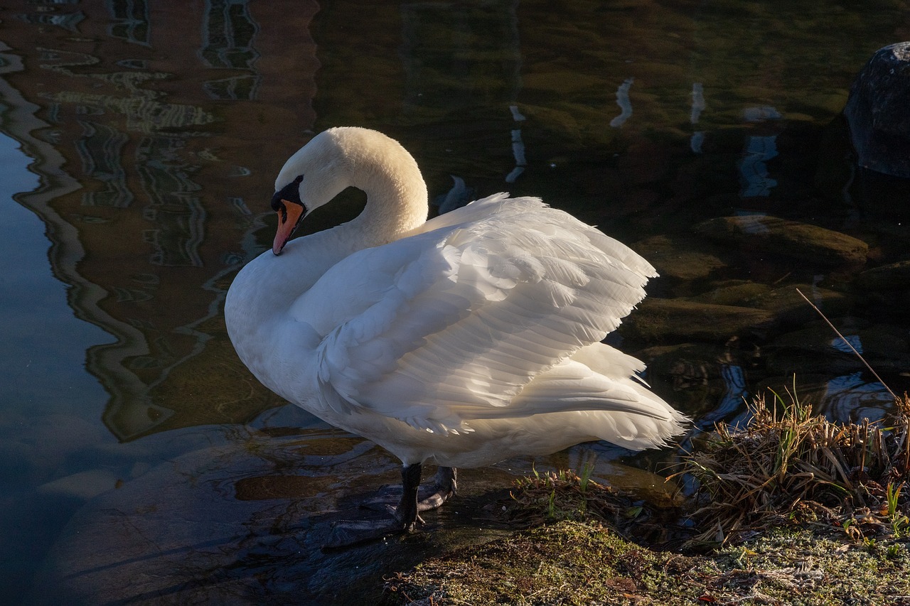 swan  white  water free photo