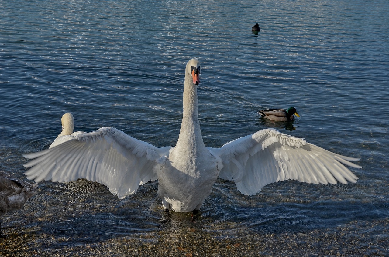 swan  water  lake free photo