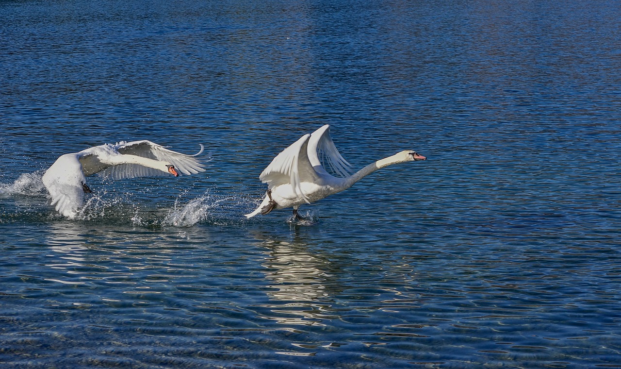 swan  water  escape free photo