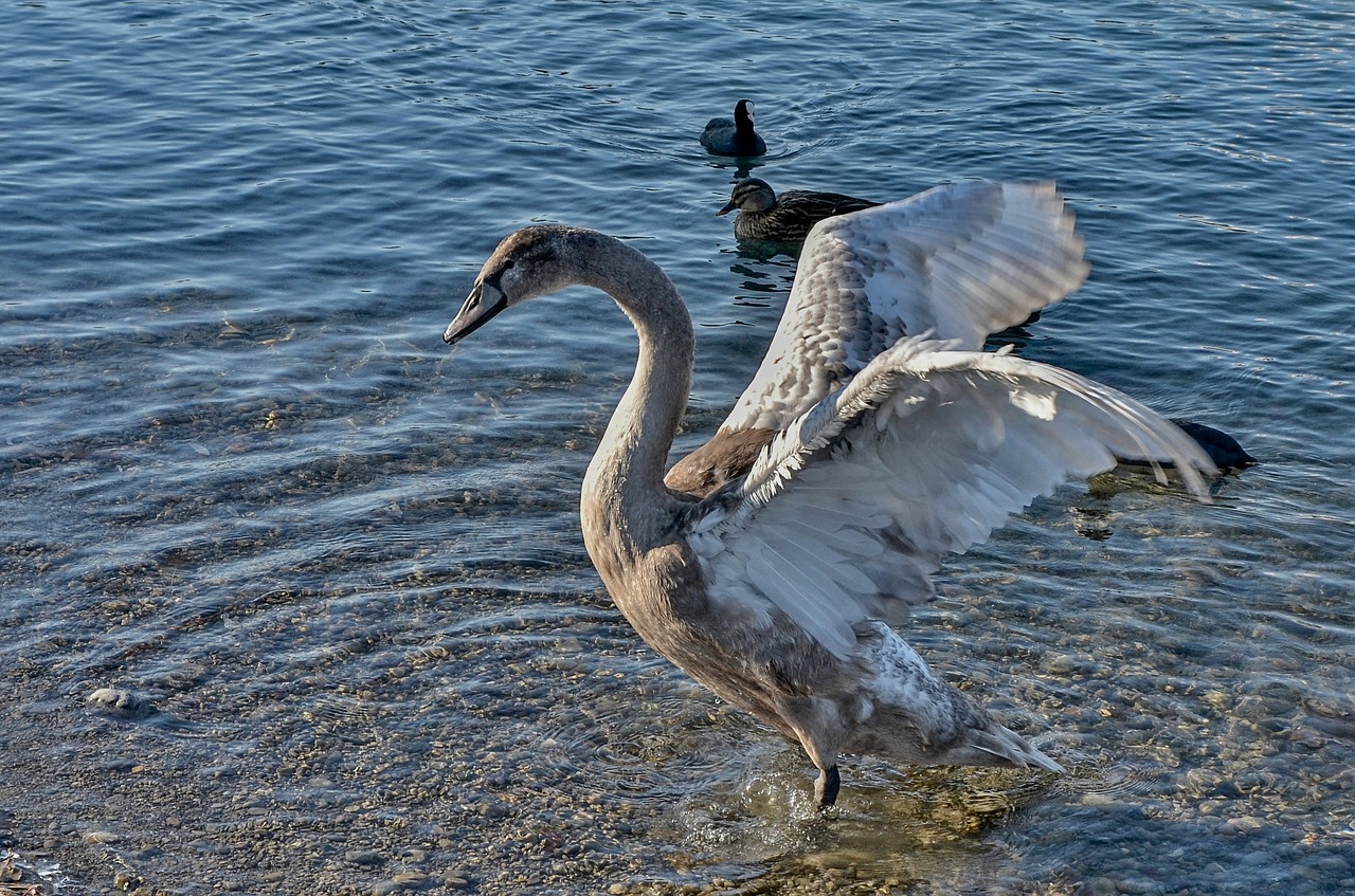 swan  water  schwimmvogel free photo