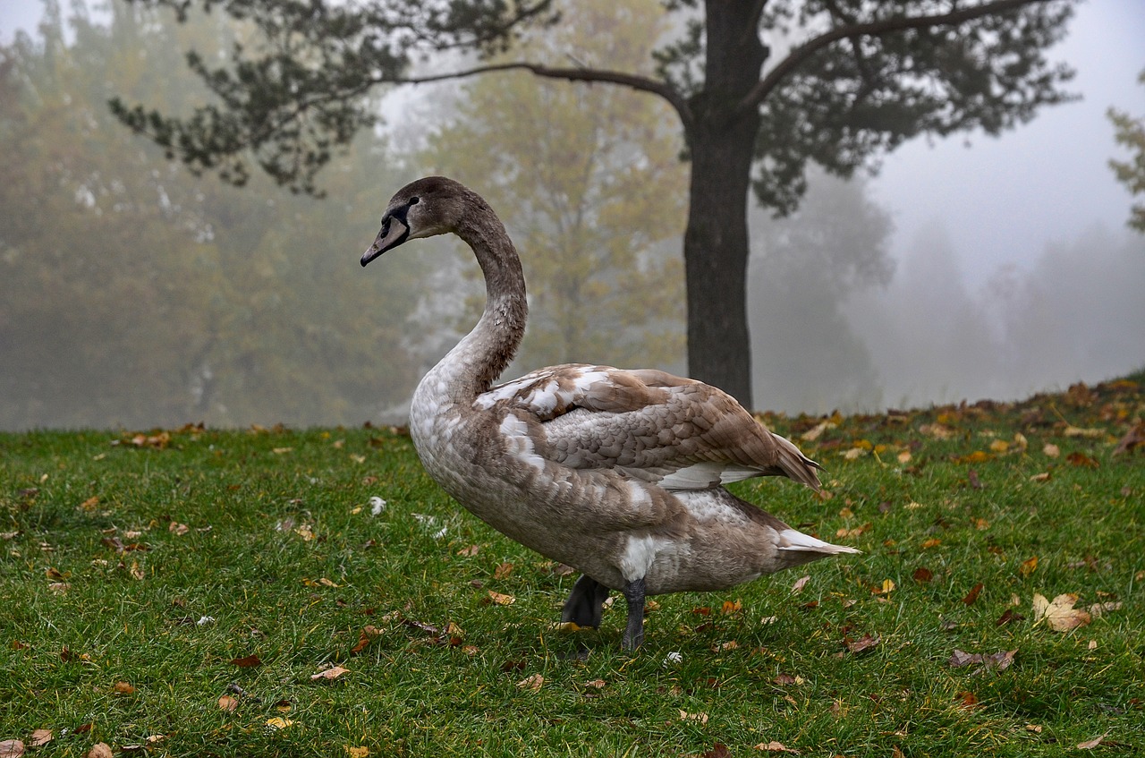 swan  water  schwimmvogel free photo