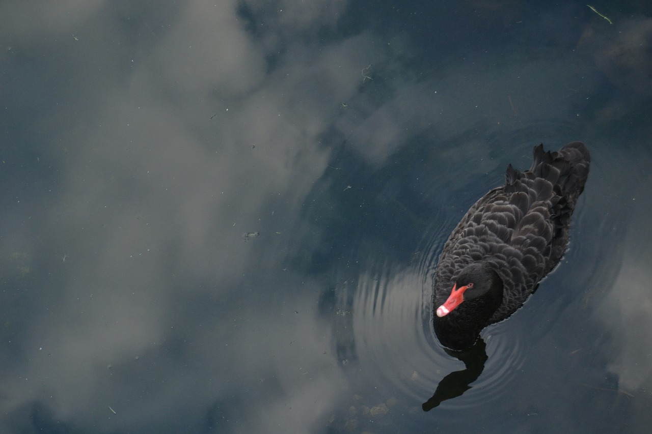 swan reflection water free photo