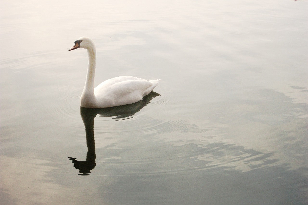 swan  lake  pond free photo