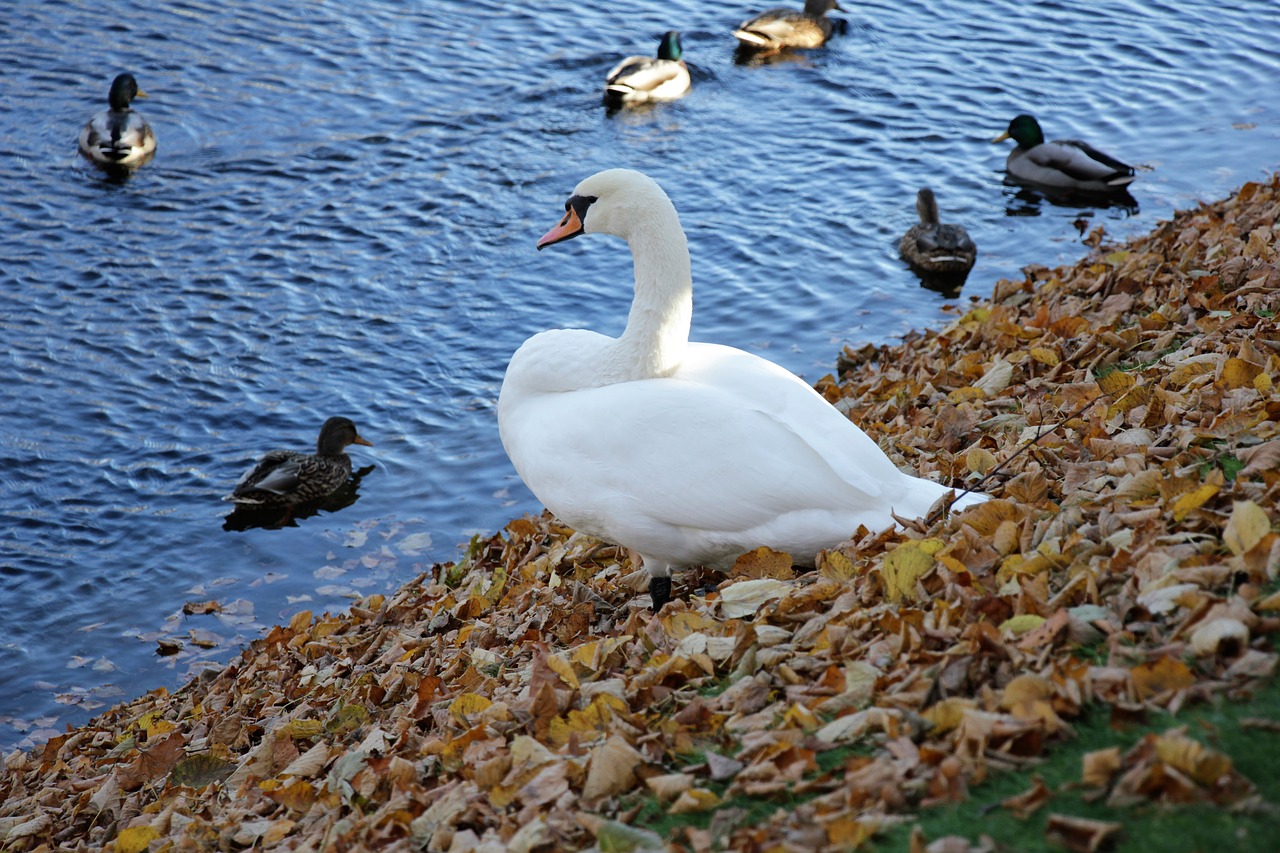 swan  bird  park free photo