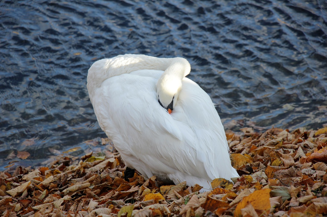 swan  bird  park free photo