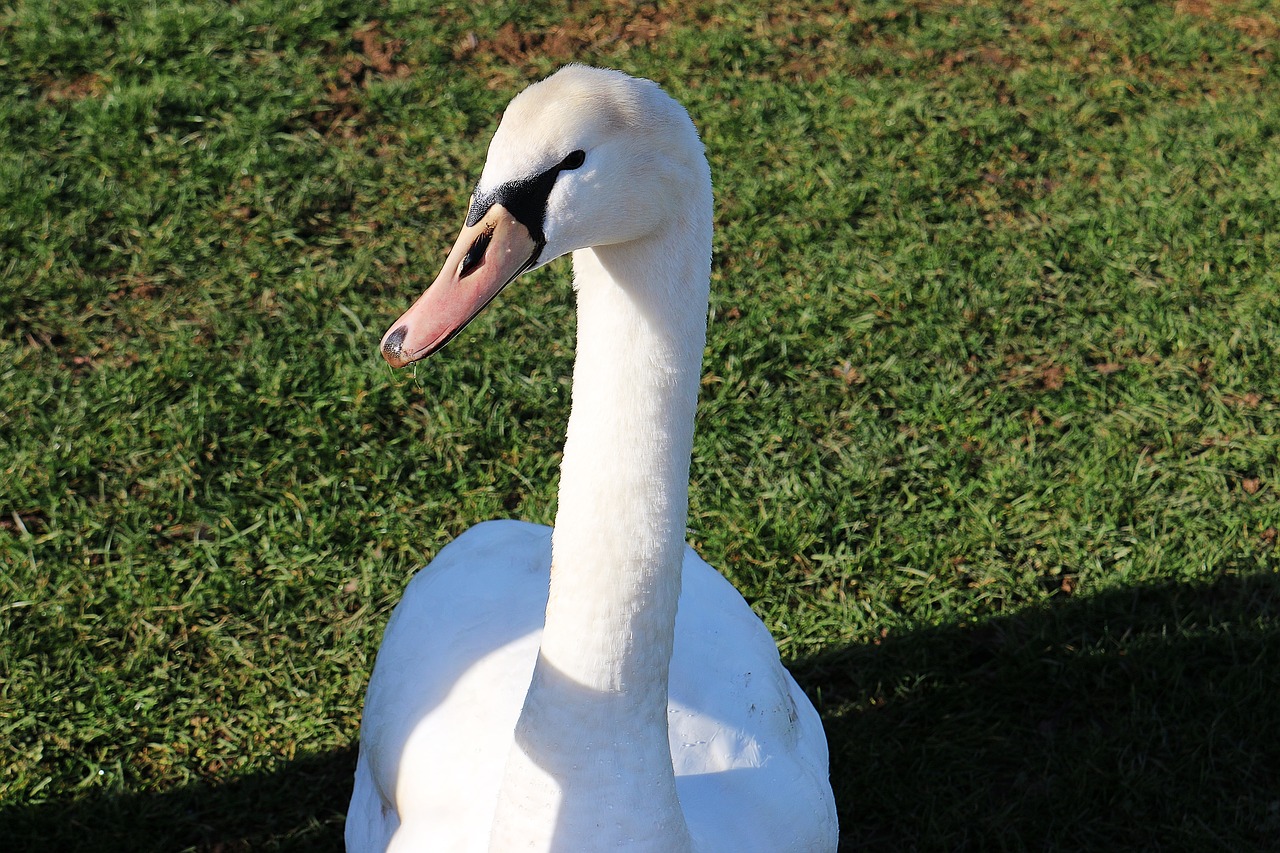 swan  beautiful  graceful free photo
