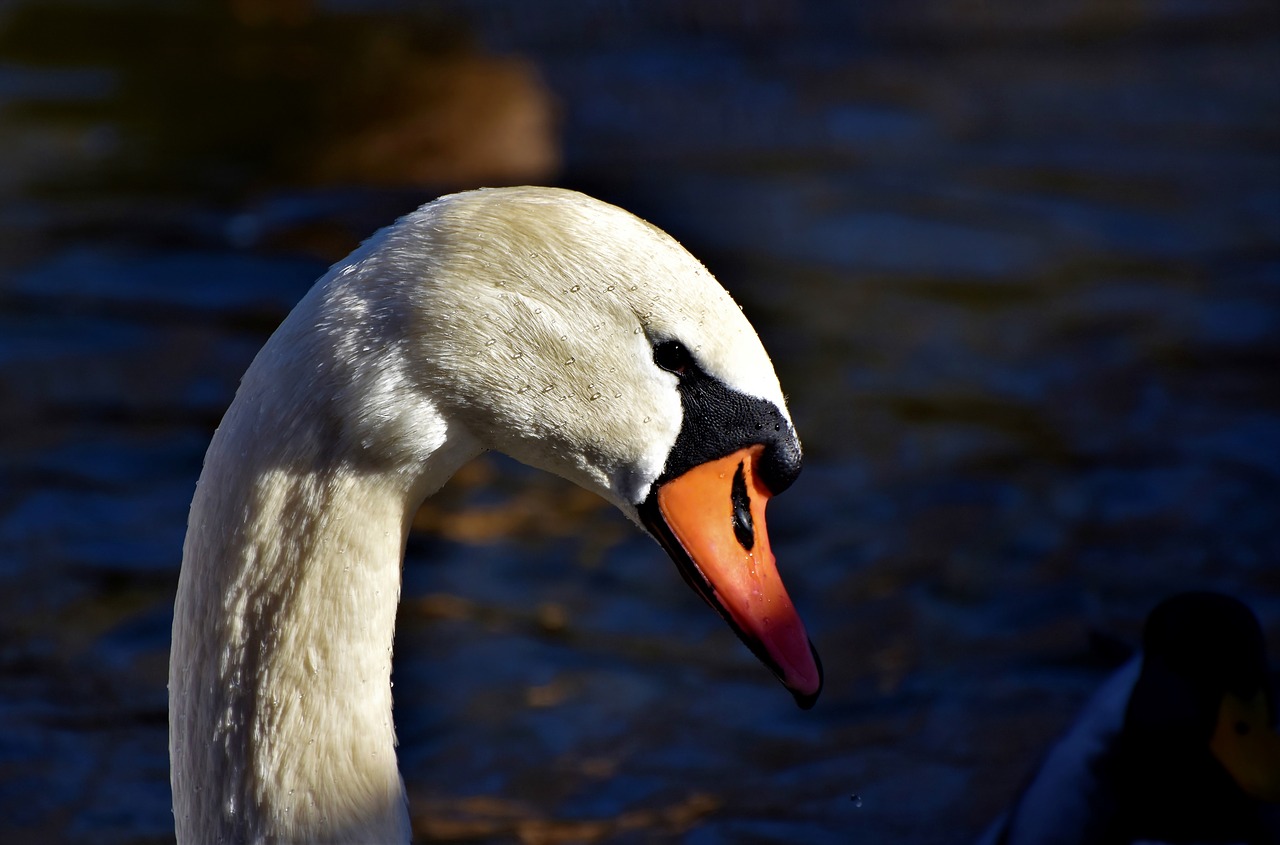 swan  gooseneck  water bird free photo