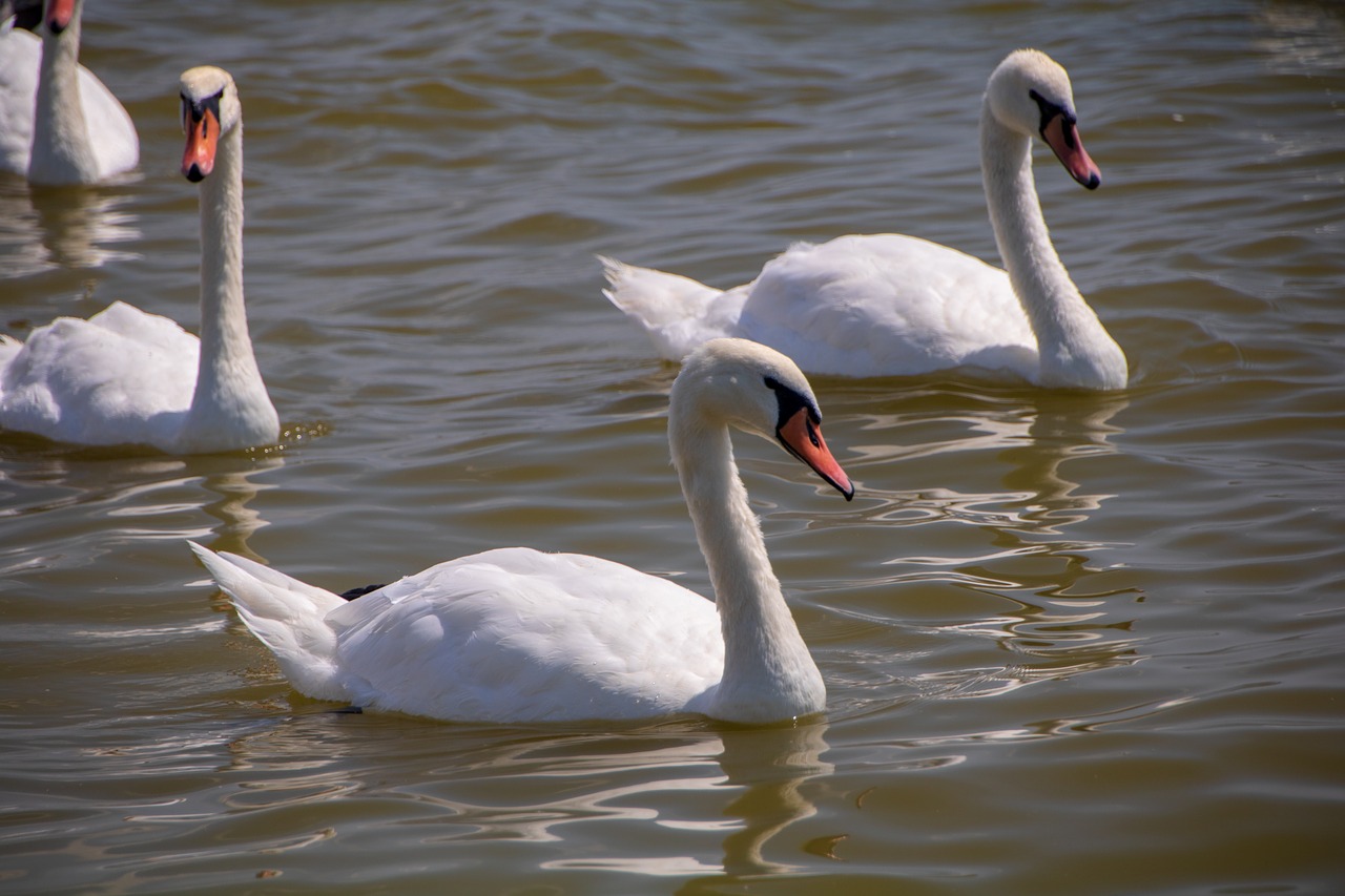 swan  bird  lake free photo