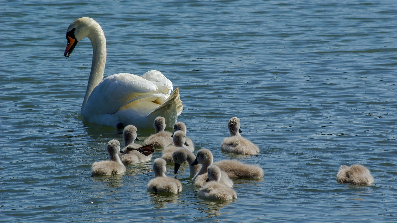 swan  the brood  animal free photo