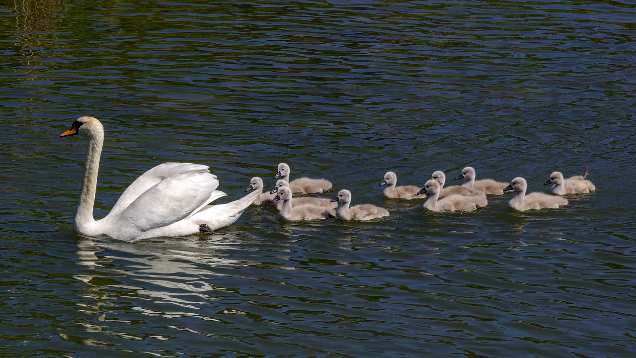 swan  the brood  animal free photo