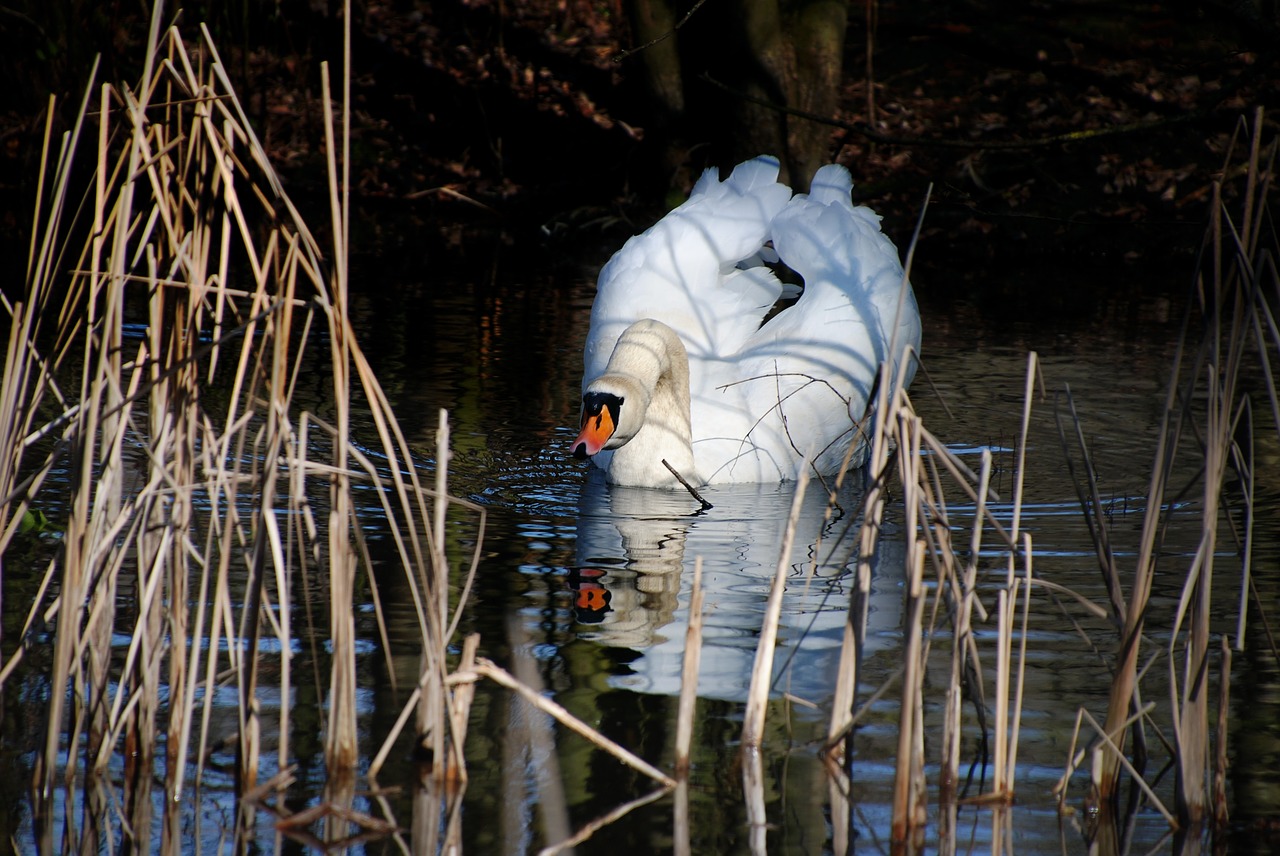 swan  bird  water free photo