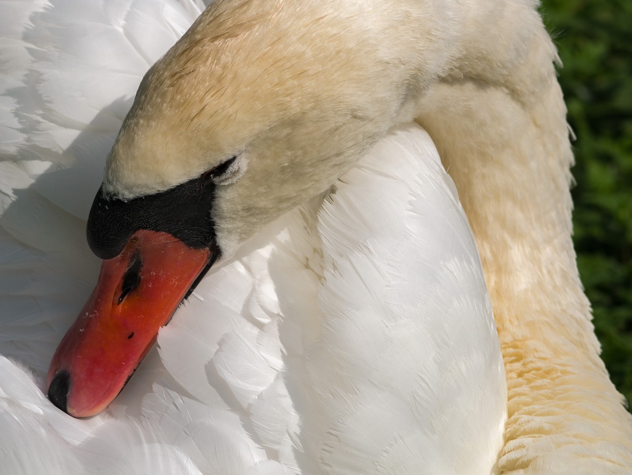 swan  water bird  plumage free photo