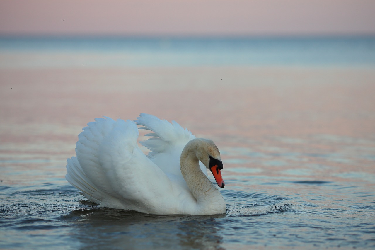 swan  bird  water free photo