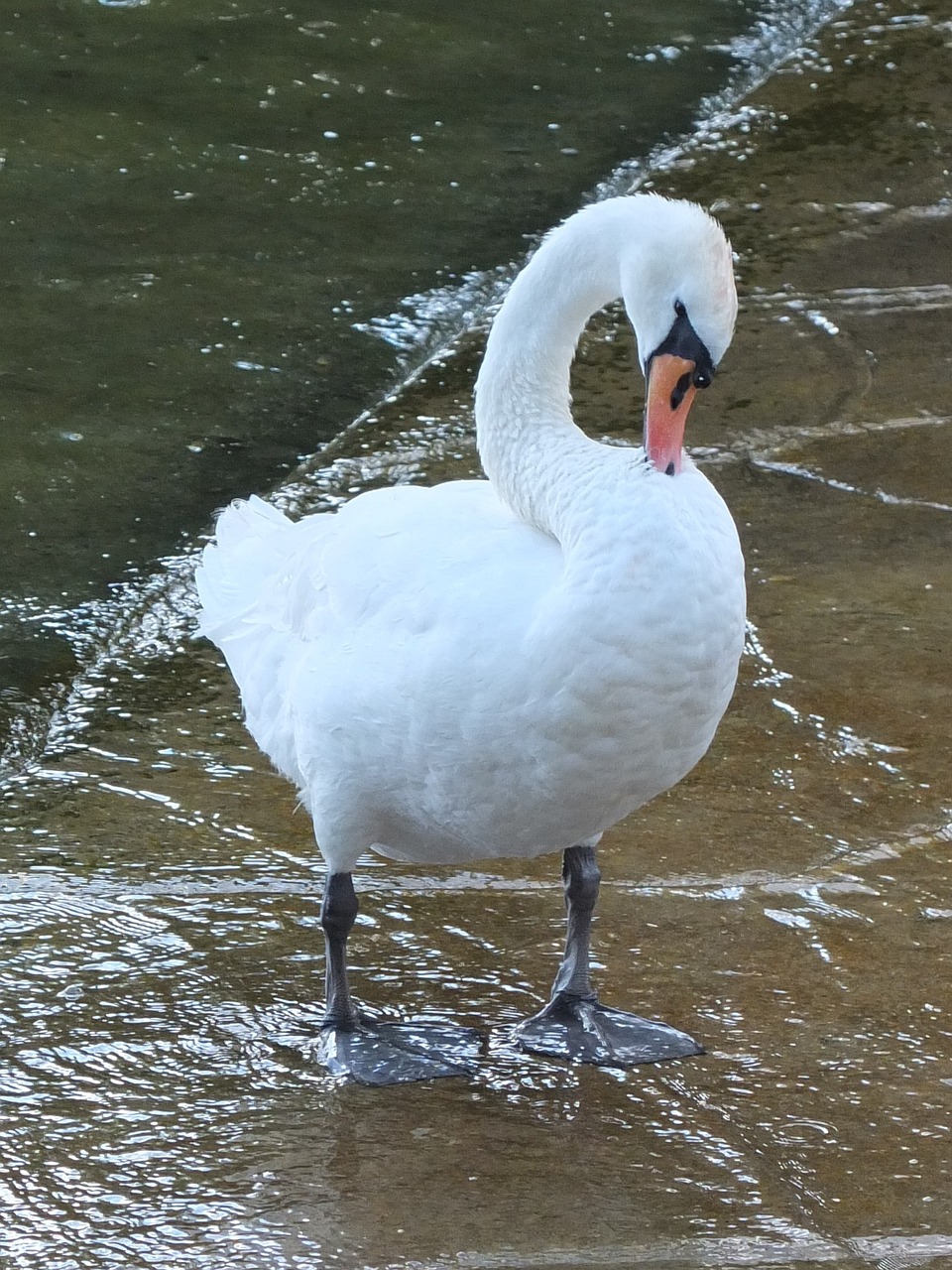 swan clean bird free photo