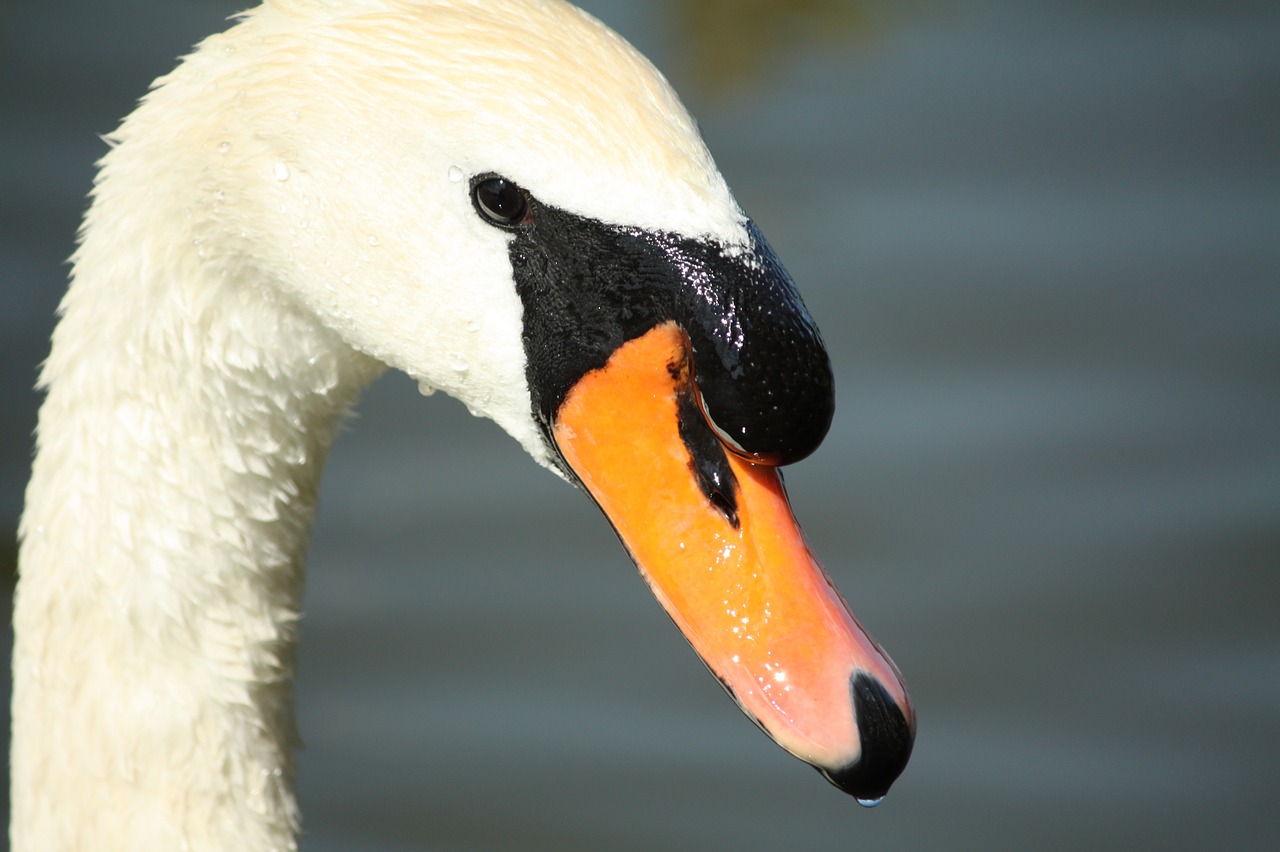 swan  animal  head free photo