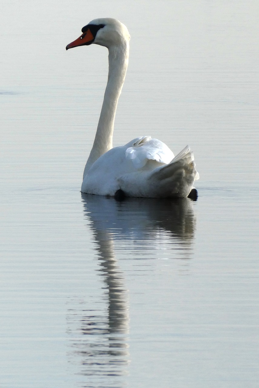 swan  swimming  ditch free photo