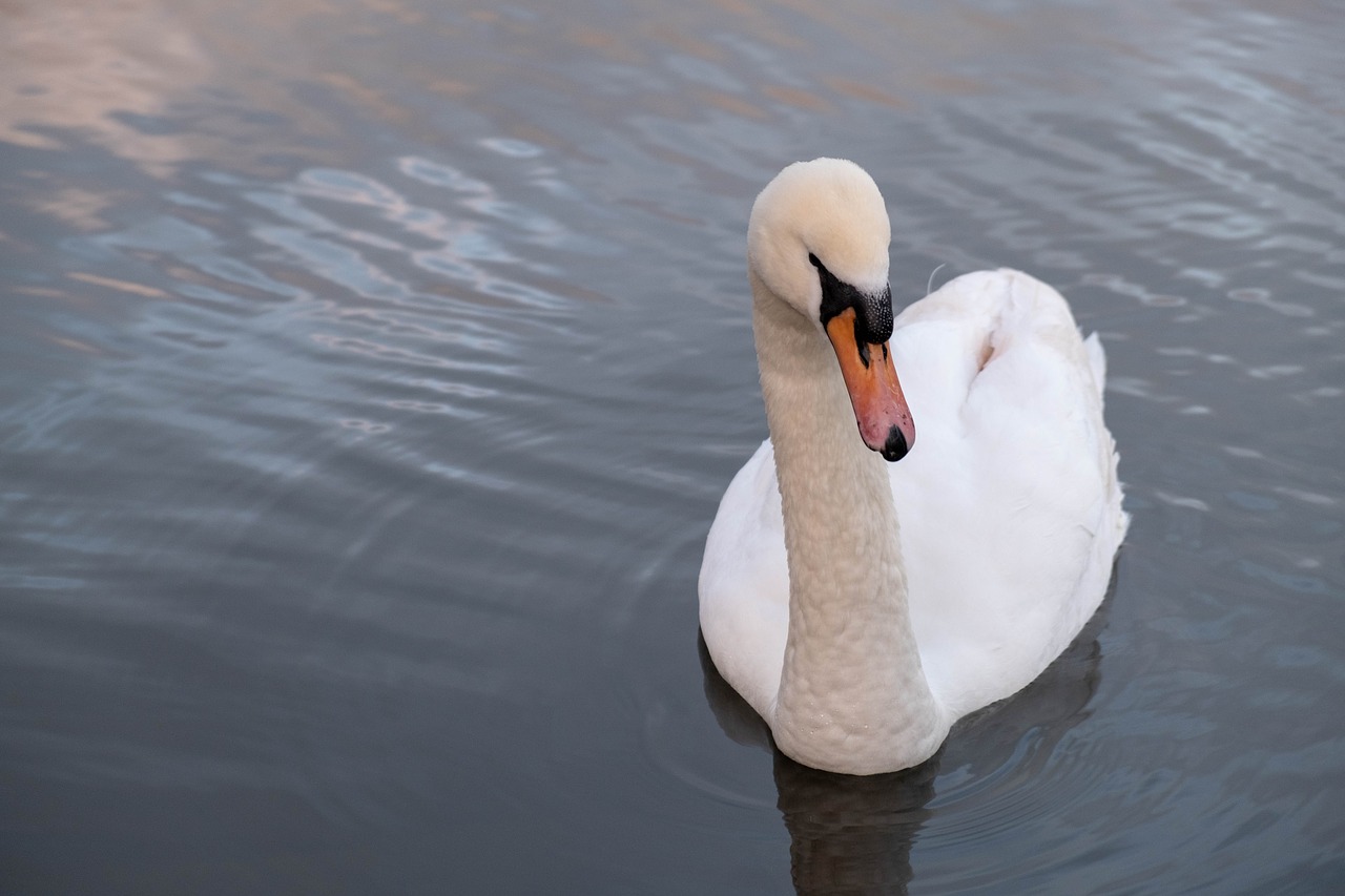 swan  water  bird free photo