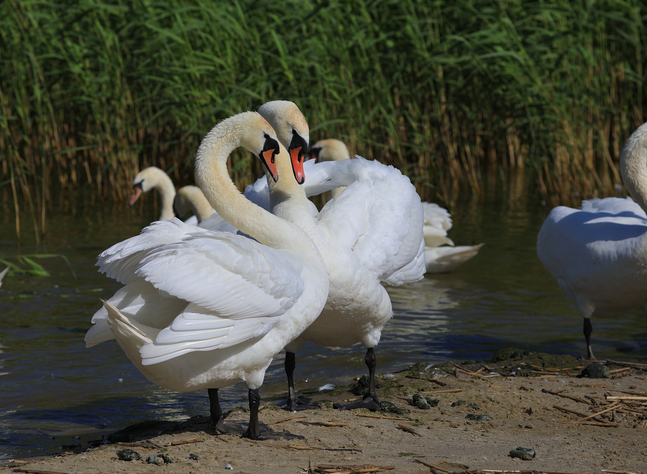 swan  bird  animal free photo