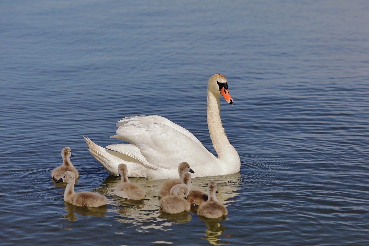 swan  bird  animal free photo