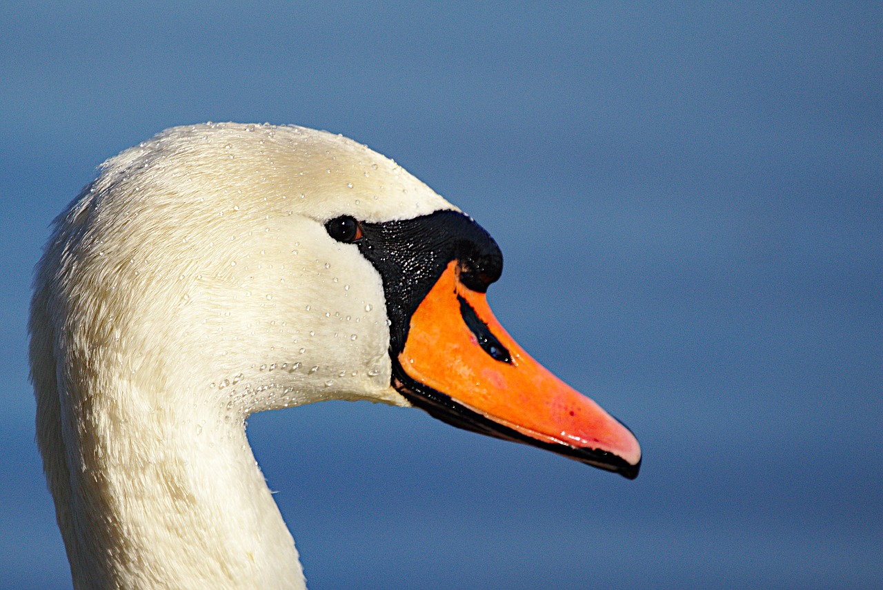 swan  portrait  water bird free photo