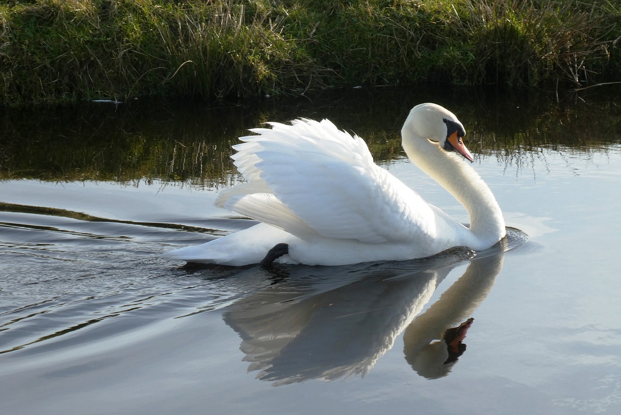 swan  white feathers  ditch free photo