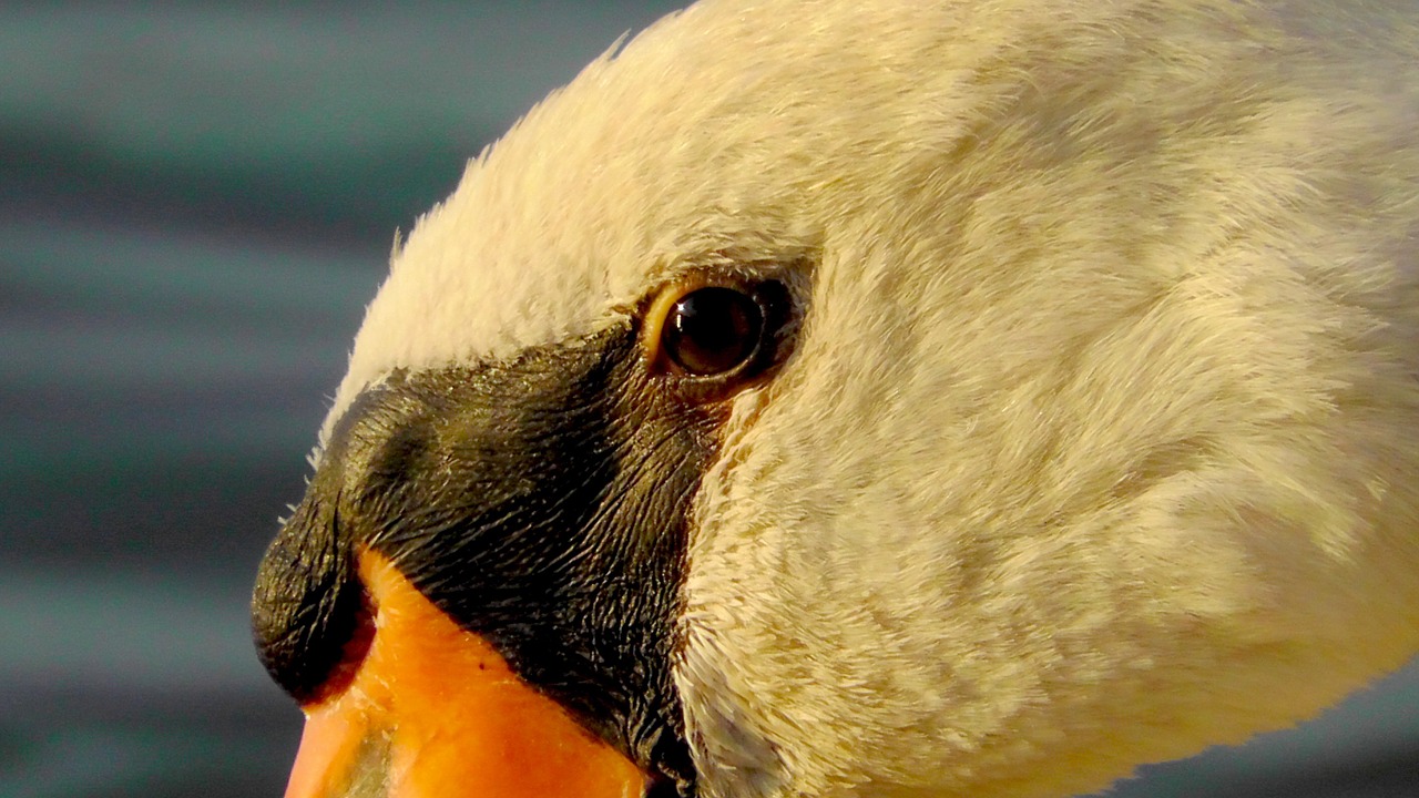 swan eye water bird free photo