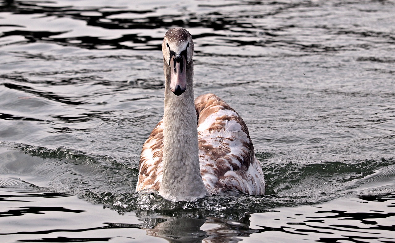 swan  young swan  water free photo