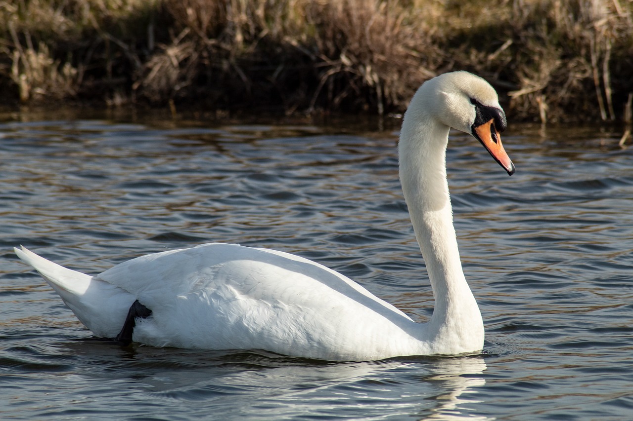 swan  water  nature free photo