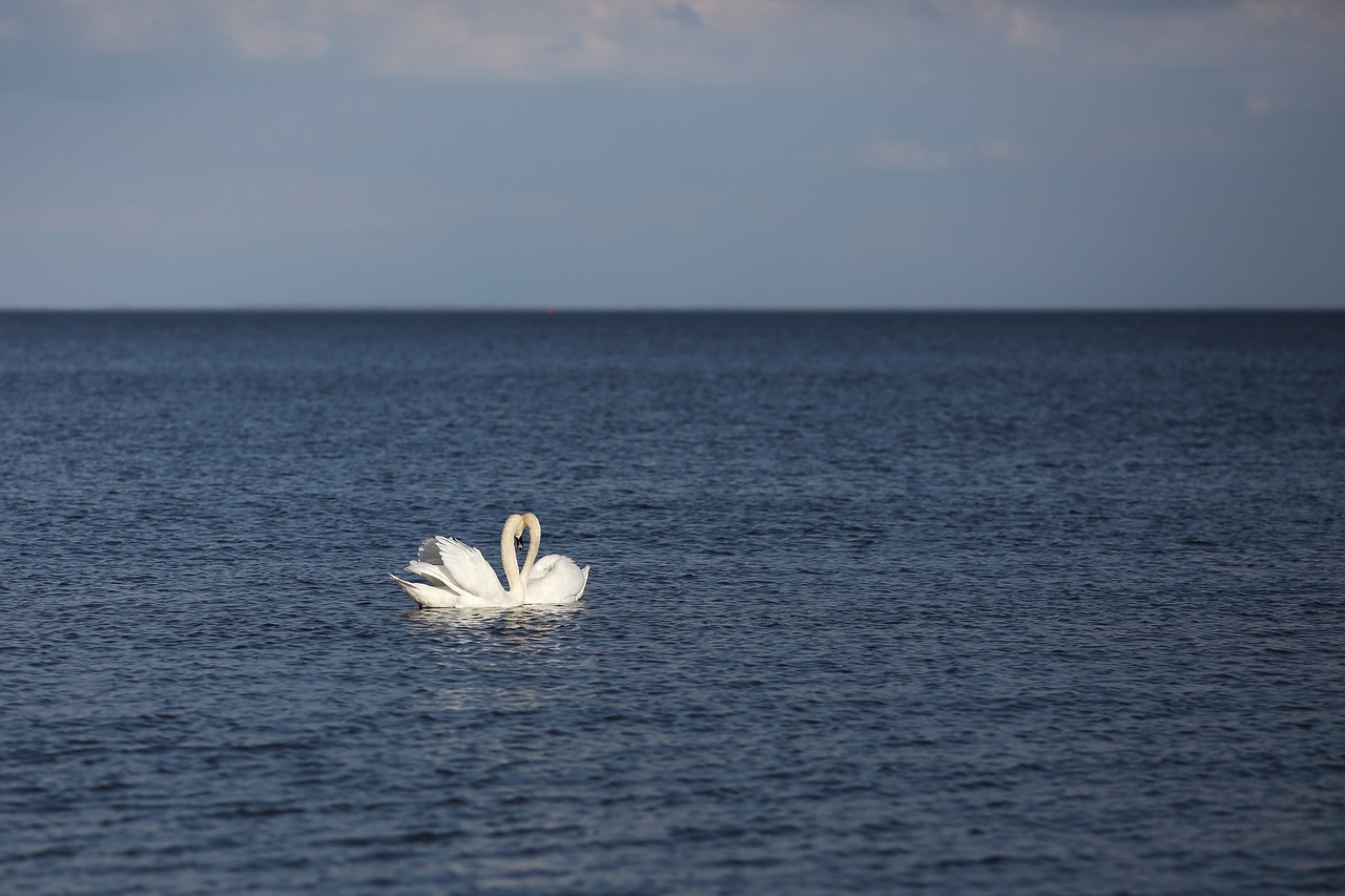 swan  bird  animal free photo