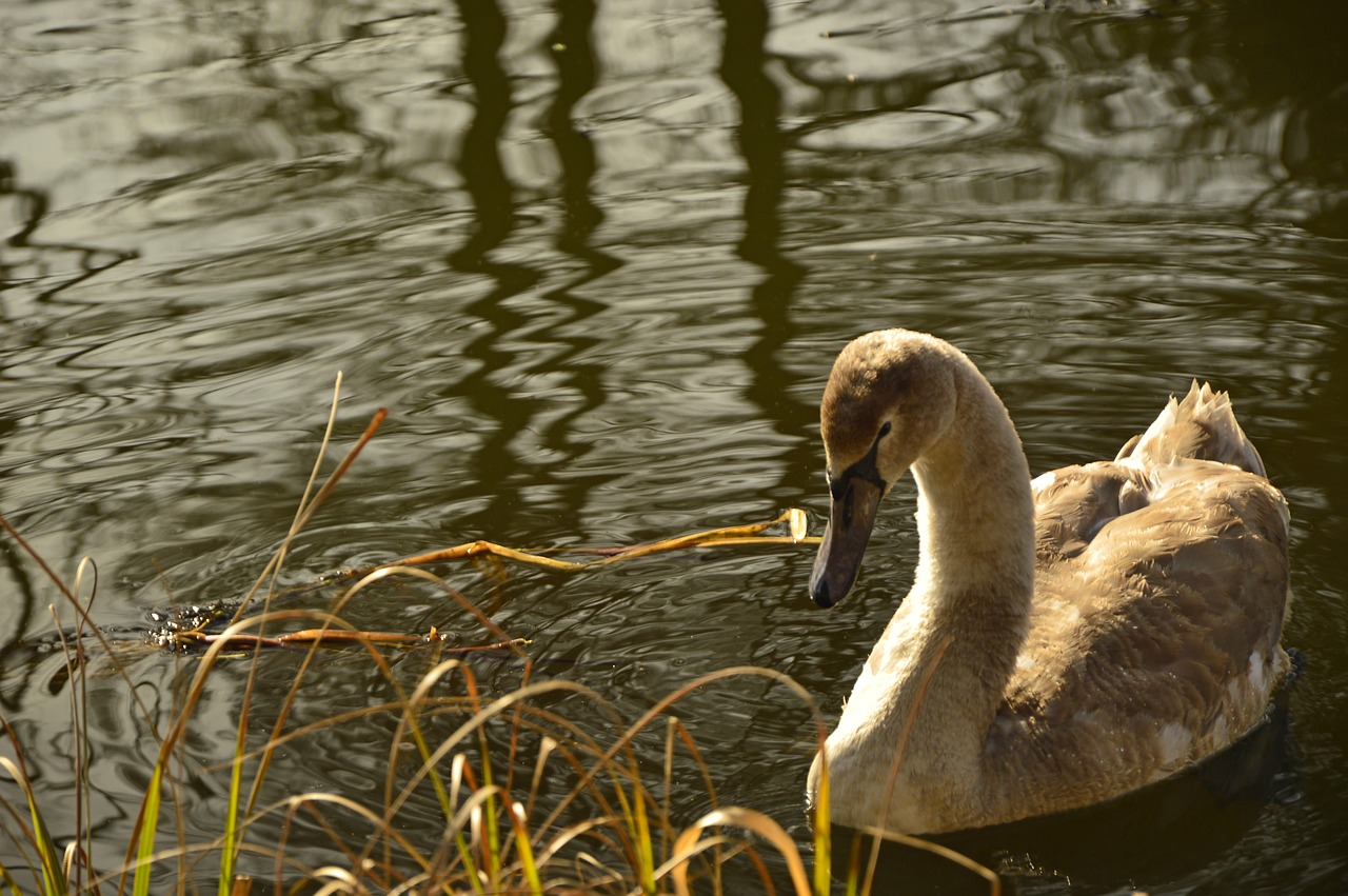 swan  young animal  young free photo