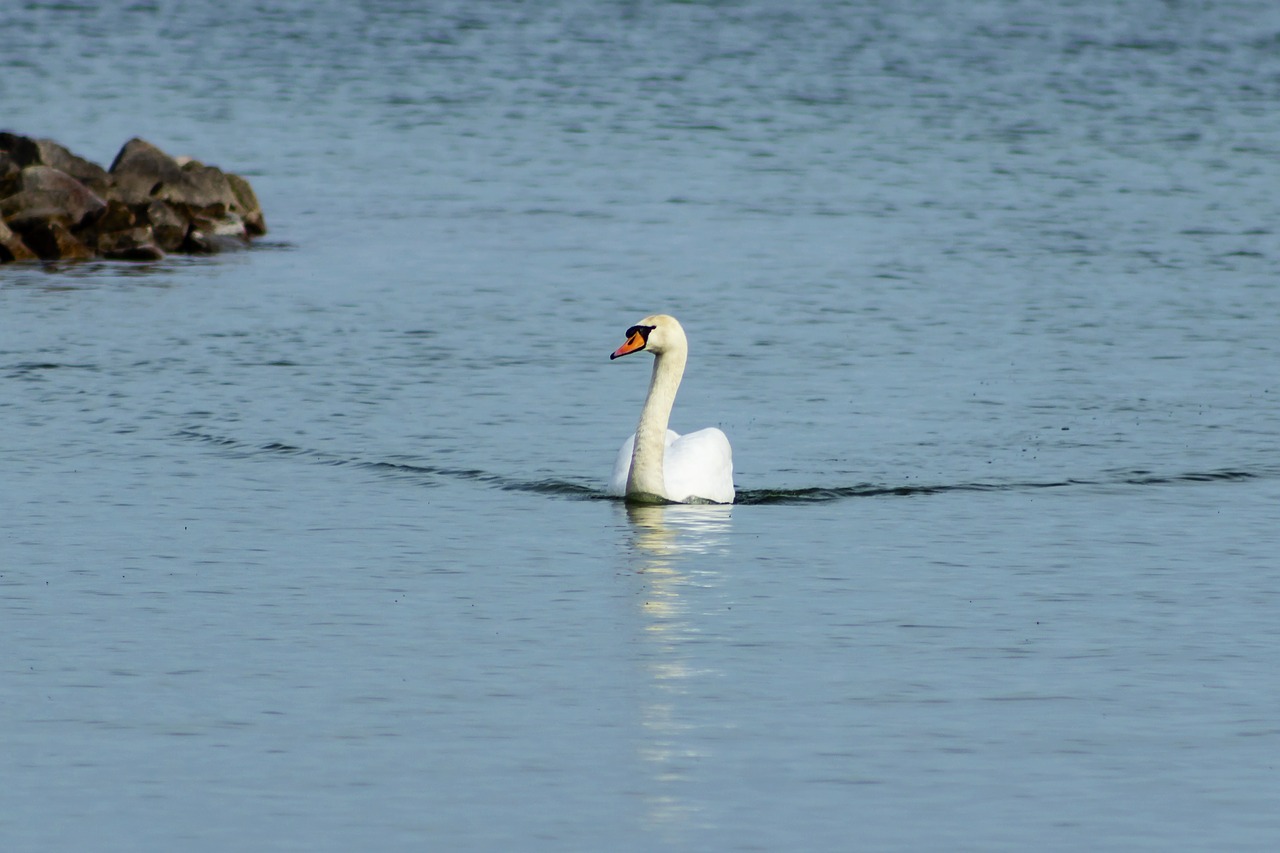 swan  mute swan  bird free photo