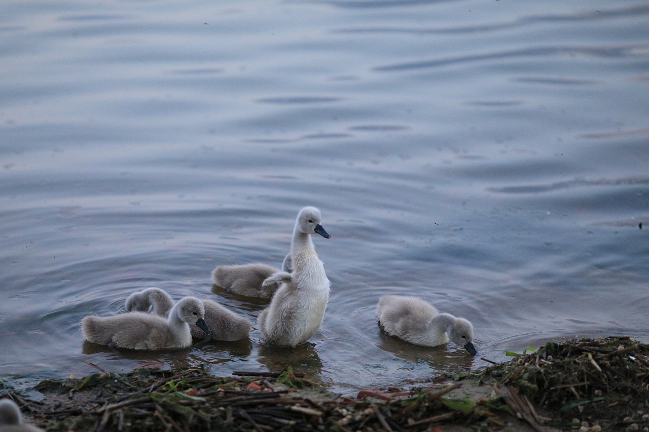 swan  baby  bird free photo